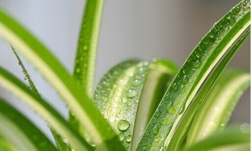 甲醛的克星有哪些水果、植物？