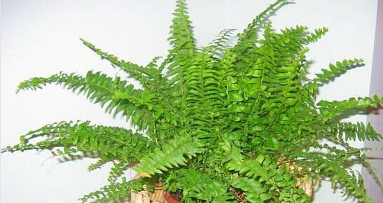 甲醛的克星有哪些水果、植物？