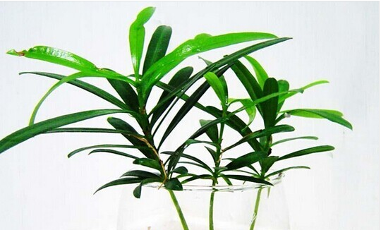 甲醛的克星有哪些水果、植物？