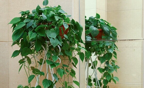 甲醛的克星有哪些水果、植物？