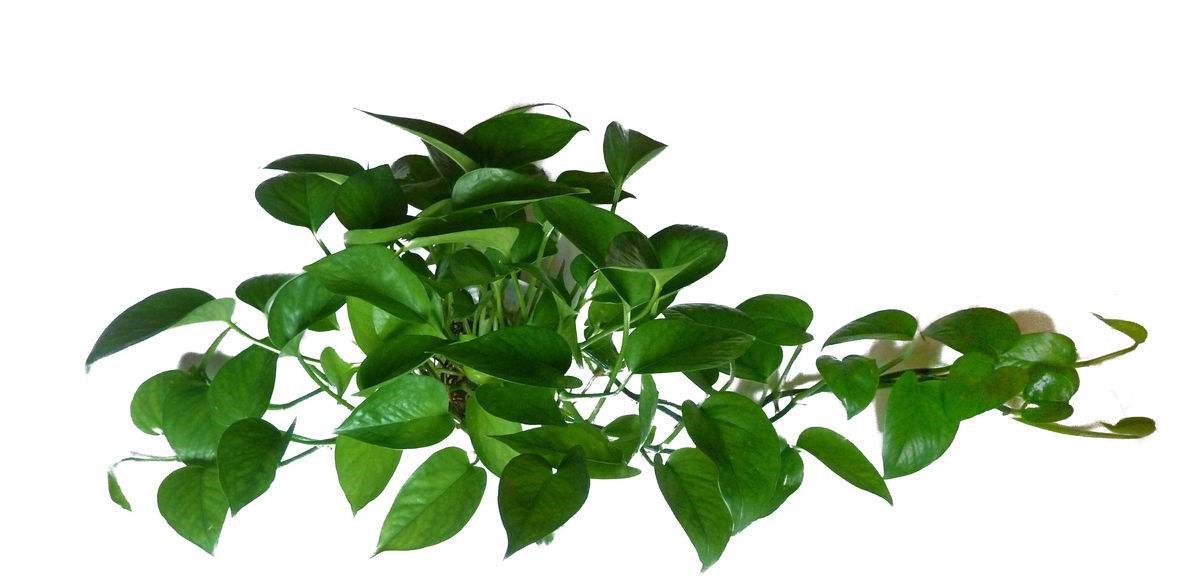 植物除甲醛有效嗎？杭州甲醛檢測公司告訴你（三）